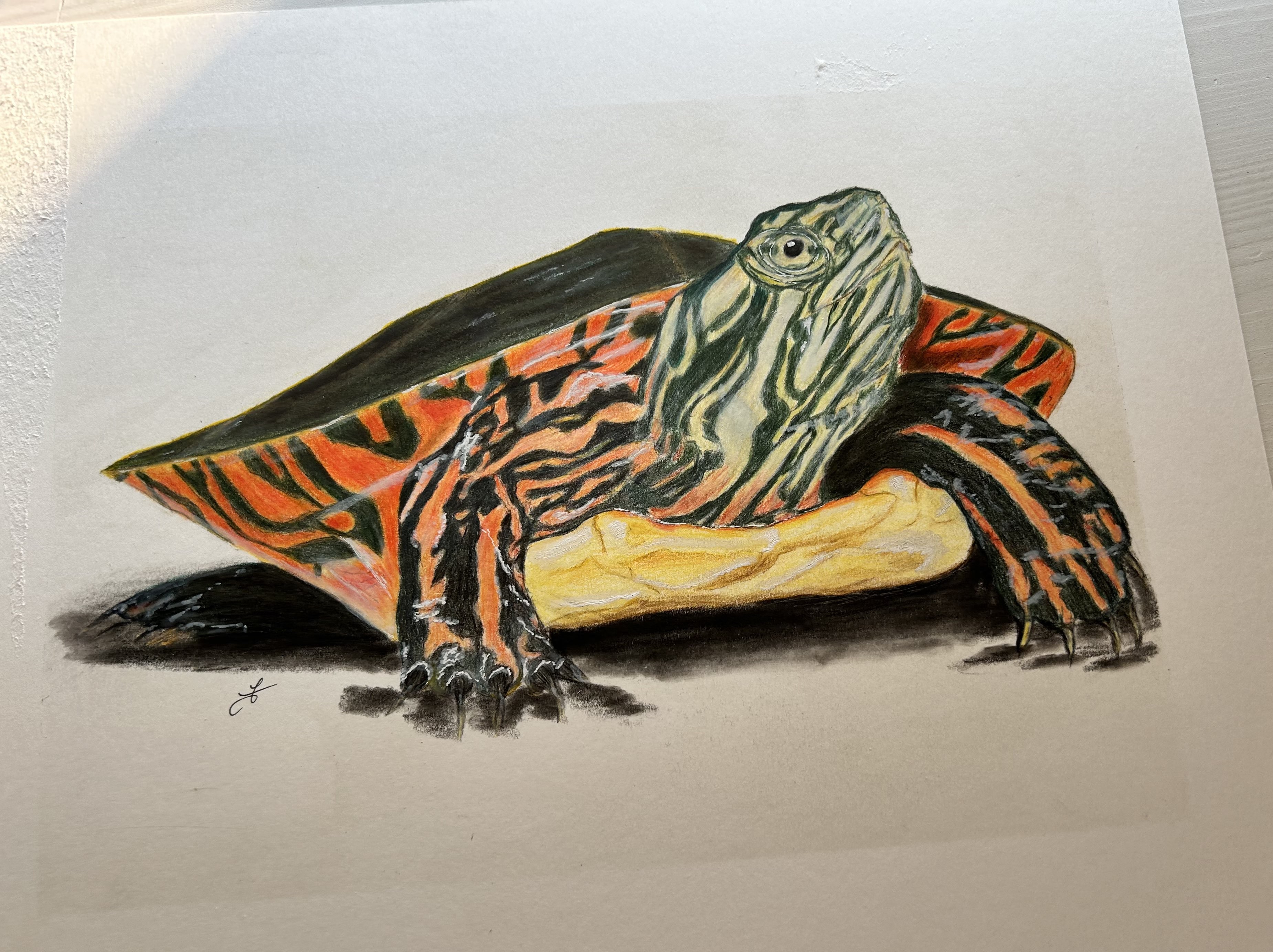 Canadianwildlife Gallery